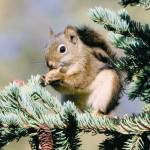 An American red squirrel eating white spruce seeds. (Photo by Courtney Celley/USFWS)