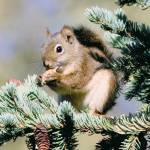 An American red squirrel eating white spruce seeds. (Photo by Courtney Celley/USFWS)