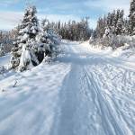 Joey Klecka / Peninsula Clarion                                 The Tsalteshi Trails, seen here on Dec. 3, are open for nordic skiing only, with most of the trail system groomed.