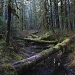 Moss-coated logs rest fallen over a shallow creek along the Tonsina Creek Trail on Sunday, Dec. 8, 2019 near Lowell Point, Alaska. (Photo by Megan Pacer/Homer News)
