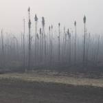 Large swaths of burnt trees can be seen here along the Sterling Highway on Aug. 30, 2019. (Photo by Brian Mazurek)
