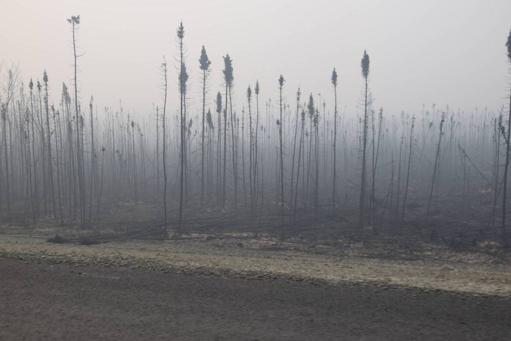 Large swaths of burnt trees can be seen here along the Sterling Highway on Aug. 30, 2019. (Photo by Brian Mazurek)