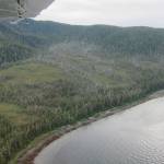 Dead yellow cedar could be a viable timber product, study says