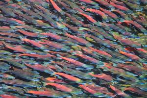 Assembly to vote on anadromous work group appointees