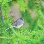 Refuge notebook: Wintering sparrows find their way to Kenai