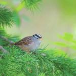 Refuge notebook: Wintering sparrows find their way to Kenai