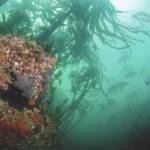 Underwater sea life can be seen in the waters near Resurrection Bay, near Seward, Alaska. (Photo courtesy Kenny Regan)