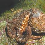An octopus can be seen in the waters near Resurrection Bay, near Seward, Alaska. (Photo courtesy Kenny Regan)