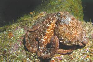 An octopus can be seen in the waters near Resurrection Bay, near Seward, Alaska. (Photo courtesy Kenny Regan)
