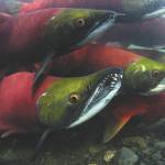 Photo courtesy Kenny Regan                                Salmon can be seen in the waters of Bear Lake near Seward.