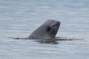 In this photo taken Aug. 25, 2017, provided by NOAA Fisheries, a newborn beluga whale calf sticks its head out of the water in upper Cook Inlet, Alaska. The population of endangered beluga whales in Alaskas Cook Inlet continues to decline, federal marine mammal authorities announced Tuesday, Jan. 28, 2020. A biennial survey conducted by the fisheries arm of the National Oceanic and Atmospheric Administration estimated the population of the white whales at 250 to 317, with a median estimate of 279. (NOAA Fisheries via AP)