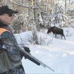 In this Feb. 23, 2018, file photo, Dave Battle of the Alaska Department Fish and Game waits for a moose to move off after he fired a dart into its side thats collects a skin sample in Anchorage. Flight rules over the city prevent the department from conducting traditional aerial surveys of moose so the department conducts a ground survey. Using reports called in by citizens, biologists drive to neighborhoods and collect DNA samples with the dart projectors that look like hunting rifles. (AP Photo/Dan Joling, File)