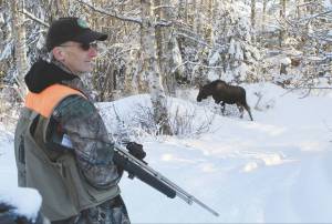 In this Feb. 23, 2018, file photo, Dave Battle of the Alaska Department Fish and Game waits for a moose to move off after he fired a dart into its side thats collects a skin sample in Anchorage. Flight rules over the city prevent the department from conducting traditional aerial surveys of moose so the department conducts a ground survey. Using reports called in by citizens, biologists drive to neighborhoods and collect DNA samples with the dart projectors that look like hunting rifles. (AP Photo/Dan Joling, File)