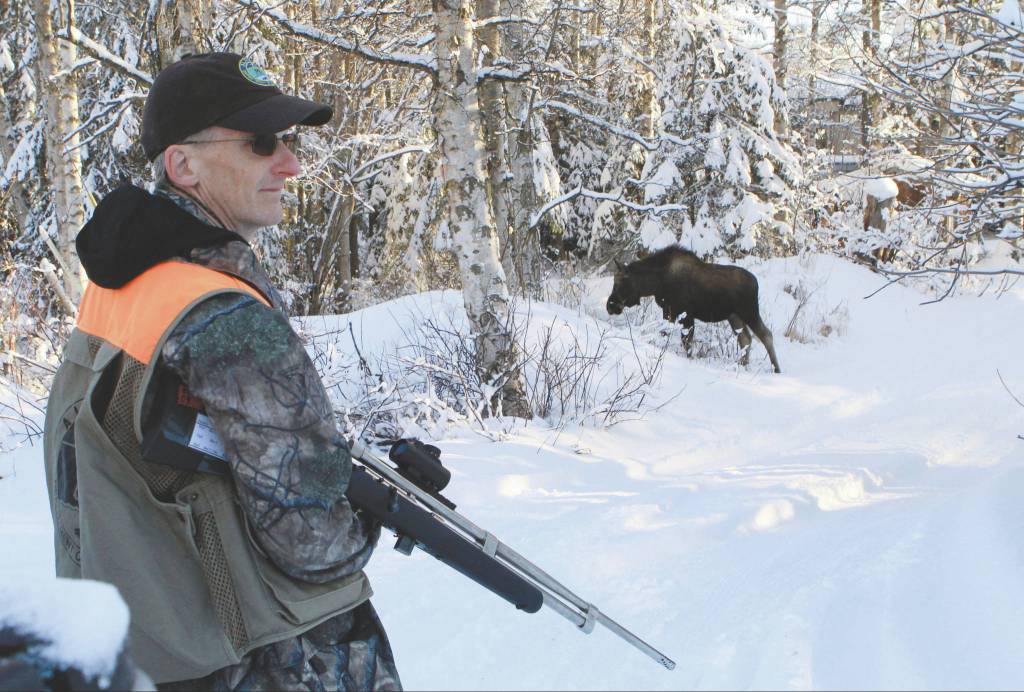 In this Feb. 23, 2018, file photo, Dave Battle of the Alaska Department Fish and Game waits for a moose to move off after he fired a dart into its side thats collects a skin sample in Anchorage, Alaska. Flight rules over the city prevent the department from conducting traditional aerial surveys of moose so the department conducts a ground survey. Using reports called in by citizens, biologists drive to neighborhoods and collect DNA samples with the dart projectors that look like hunting rifles. (AP Photo/Dan Joling, File)