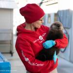 A member of the Alaska SeaLife Centers Wildlife Response Team holds the newest addition to the SeaLife Center, a male otter pup, in this undated photo. (Courtesy Alaska SeaLife Center)