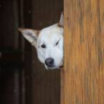 A sled dog on Kristy Beringtons team peaks around the corner in the mushers truck before the ceremonial start of the Iditarod Trail Sled Dog Race Saturday, March 7, 2020, in Anchorage, Alaska. The real race starts March 8 about 50 miles north of Anchorage, with the winner expected in the Bering Sea coastal town of Nome about 10 or 11 days later. (AP Photo/Mark Thiessen)