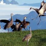 Dancing cranes courtesy of Kachemak Crane Watch. (Photo courtesy of Kachemak Crane Watch)