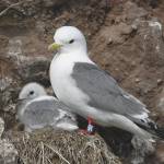 Kittiwakes build their sturdy nests on cliff sides, and they prefer to live in crowded neighborhoods for additional safety from predators. (Photo by Ronan Dugan/USFWS)