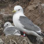 Refuge Notebook: Keeping an eye on birds