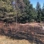 The aftermath of a small grass fire off East Hill Road near Homer, Alaska, is seen here on April 8, 2020. The fire was started by a discarded cigarette. (Photo by Matt James/Alaska Division of Forestry)