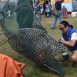 photos by Brian Mazurek / Peninsula Clarion                                 Cam Choy, Associate Professor of Art at Kenai Peninsula College, works on a salmon sculpture in collaboration with the Kenai Watershed Forum during the Kenai River Festival at Soldotna Creek Park in Soldotna on June 8, 2019.