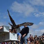 Kenai River Festival canceled