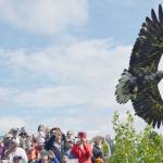 A juvenile bald eagle that was rehabilitated by the Bird Treatment and Learning Center is released into the wild during the Kenai River Festival at Soldotna Creek Park in Soldotna on June 8, 2019.