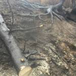 Skyline Trail has damaged tread as well as hazard trees from the Swan Lake Fire. (Photo by Christa Kennedy/Kenai National Wildlife Refuge)