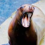 Mara the Steller Sea Lion is seen here at the Alaska SeaLife Center in Seward, Alaska, in this undated photo. (Photo courtesy Alaska SeaLife Center)