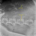 A radiograph taken on March 26 shows the growth of a Steller Sea Lion inside its mom, Mara, at the Alaska SeaLife Center in Seward, Alaska, on March 26. (Photo courtesy Alaska SeaLife Center)