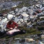 Calvin Fair skins out a black bear he shot in the Tustumena Glacier area in 1963.