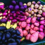 Jane Wiebes wheelbarrow of lovely tubers will cause any potato aficionados heart to sing. The photo was taken on Oct. 7, 2019, in Homer, Alaska. (Photo by Rosemary Fitzpatrick)