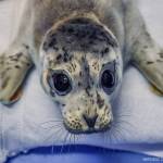 A female harbor seal pup that was admitted to the Alaska SeaLife Centers Wildlife Response Program on May 4 is seen here in this undated photo. (Photo courtesy Alaska SeaLife Center)