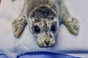 A female harbor seal pup that was admitted to the Alaska SeaLife Centers Wildlife Response Program on May 4 is seen here in this undated photo. (Photo courtesy Alaska SeaLife Center)