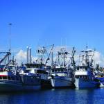 Commercial fishing boats are rafted together in May 2016 in the harbor in Homer, Alaska. (Photo by Michael Armstrong/Homer News)