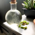 A simple syrup made from locally harvested spruce tips is photographed in the authors Anchorage kitchen on Tuesday, May 26, 2020. Photo by Victoria Petersen/Peninsula Clarion