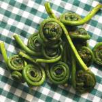 Fiddlehead ferns shooting up from the ground, on May 24 in Anchorage, Alaska. (Photo by Victoria Petersen/Peninsula Clarion)