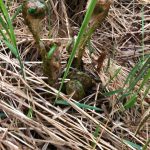 Fiddlehead ferns shooting up from the ground, on May 24 in Anchorage, Alaska. (Photo by Victoria Petersen/Peninsula Clarion)