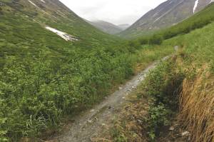 The Devils Creek Trail in Chugach National Forest, seen June 15, 2018. (Photo by Jeff Helminiak/Peninsula Clarion)