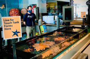 The Alaska SeaLife Centers touch tank can be seen here in this undated photo in Seward, Alaska, and an ASLC staff member can be seen wearing a mask as part of their current health and safety protocols. (Photo courtesy Alaska SeaLife Center)