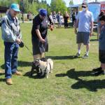 Two pugs – Daisy Mae, left, and Bronco, right, say hello to each other during the Wednesday Market at Soldotna Creek Park in Soldotna, Alaska on June 10, 2020. Also seen, from left, James J-Dub Darby, Nila Sanchez, Alex Koch, Logan Amaya and Alexa Menzel (Photo by Brian Mazurek/Peninsula Clarion)