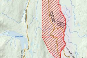 Bear activity closes portion of Iditarod Trail