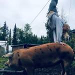 Cassy Rankin / Kenai Peninsula District 4-H                                 Abriella Werner, member of the Sterling Horse and Livestock 4-H Club, is seen here doing a handstand on her pig on May 7.
