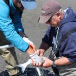 Brian Mazurek/Peninsula Clarion                                Shawn Dick, left, and David Donaldson, right, untangle a freshly caught salmon from their dipnet while fishing on the shores of Kenai Beach on Friday.