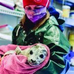 Photo courtesy Alaska SeaLife Center                                 A female harbor seal pup that was admitted to the Alaska SeaLife Centers Wildlife Response Program on May 4 is seen in this undated photo.