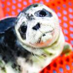 A rescued harbor seal pups is seen at the Alaska SeaLife Center in Seward in this undated photo. (Courtesy Chloe Rossman/Alaska SeaLife Center)