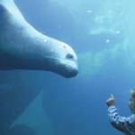 FILE - In this Feb. 25, 2015 file photo, Elin Lunoe, and Pilot, a Steller sea lion, check each other out at a tank at the Alaska SeaLife Center in Seward, Alaska. The Alaska SeaLife Center is in jeopardy of closing after concerns surrounding the coronavirus pandemic have drastically reduced visitation rates. (AP Photo/Dan Joling, File)