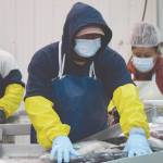 photos by Jeff Helminiak / Peninsula Clarion                                 Joseph Lee, of Idaho, backed by Ivan Zarate, of Arizona, and Abiud Zarate, of Baja California, Mexico, arrange fish so their heads can be chopped off by a guillotine-style machine Tuesday at Pacific Star Seafoods in Kenai.