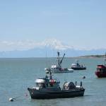 The commercial fishing fleet is seen from Pacific Star Seafoods in Kenai on Tuesday.