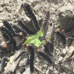 Battered sallow moth caterpillars consume a leaf on the Marsh Lake Trail on Kenai National Wildlife Refuge. (Photo by Cynthia Detrow)